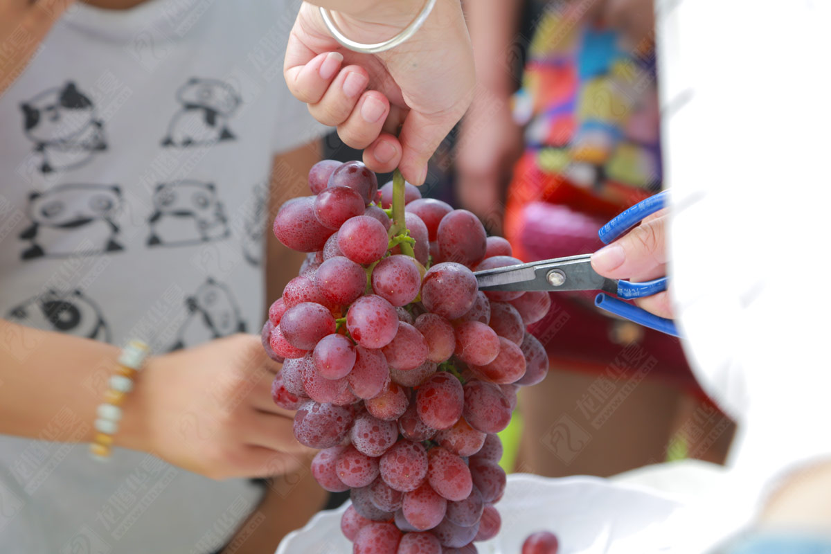 彭山葡萄節(jié)營銷活動策劃 彭山葡萄節(jié)營銷活動策劃