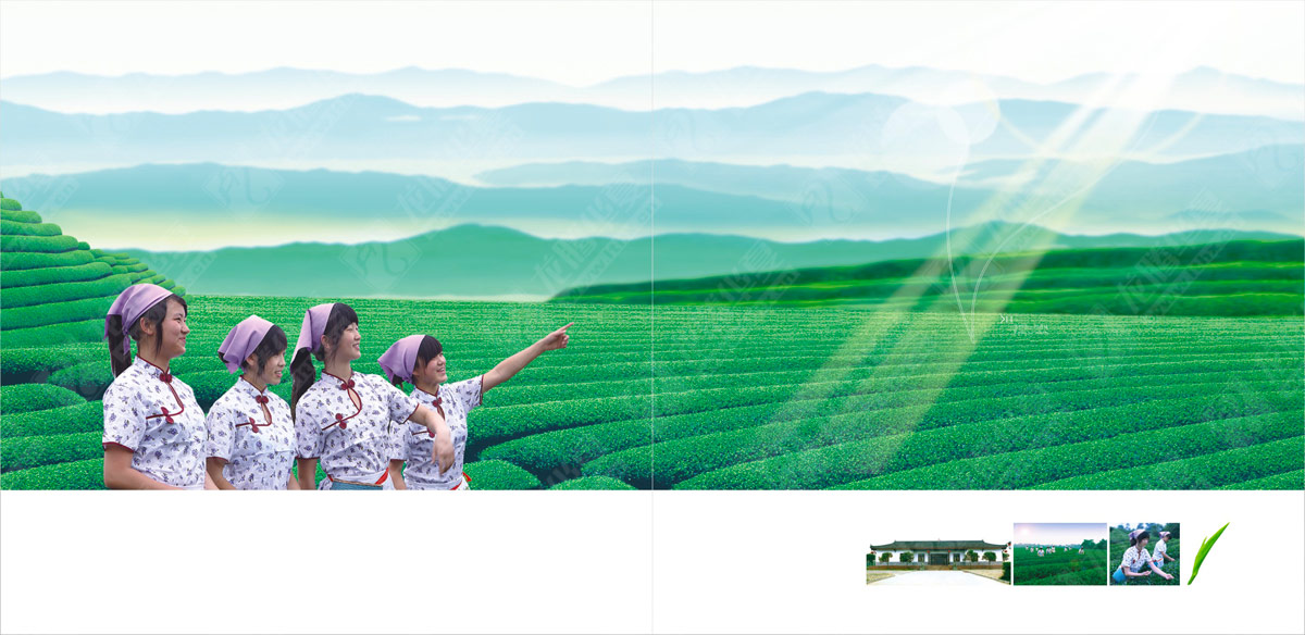 文君茶畫(huà)冊(cè)設(shè)計(jì) 文君茶畫(huà)冊(cè)設(shè)計(jì)