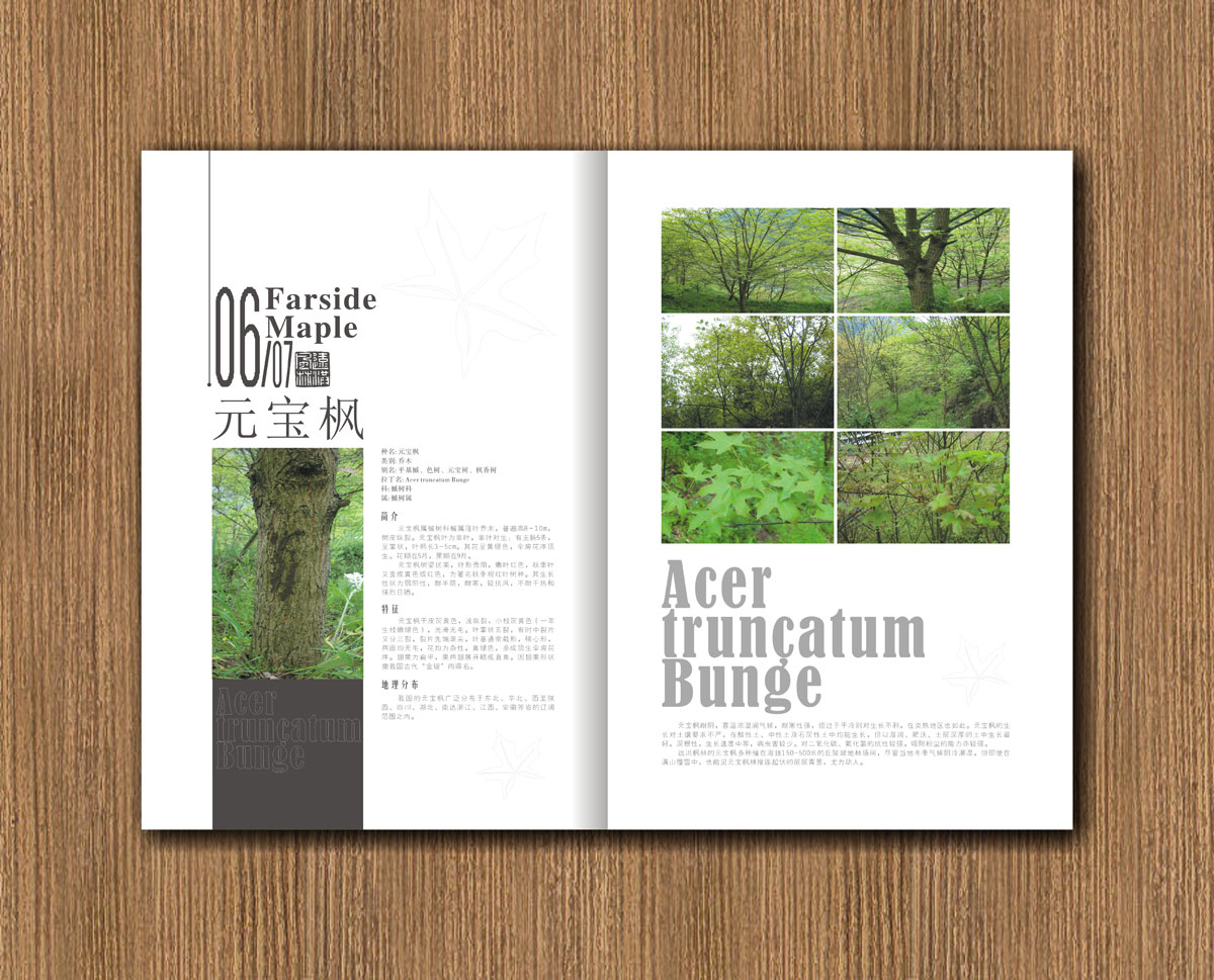 遠(yuǎn)紅楓林林業(yè)公司畫冊設(shè)計_成都林業(yè)公司宣傳畫冊設(shè)計公司 遠(yuǎn)紅楓林林業(yè)公司畫冊設(shè)計_成都林業(yè)公司宣傳畫冊設(shè)計公司