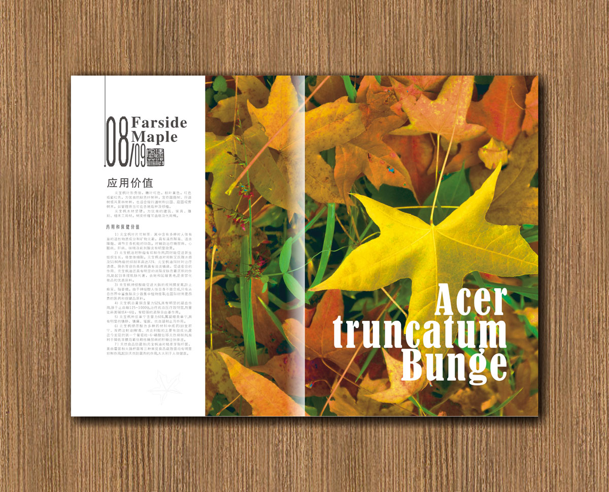 遠(yuǎn)紅楓林林業(yè)公司畫冊設(shè)計_成都林業(yè)公司宣傳畫冊設(shè)計公司 遠(yuǎn)紅楓林林業(yè)公司畫冊設(shè)計_成都林業(yè)公司宣傳畫冊設(shè)計公司