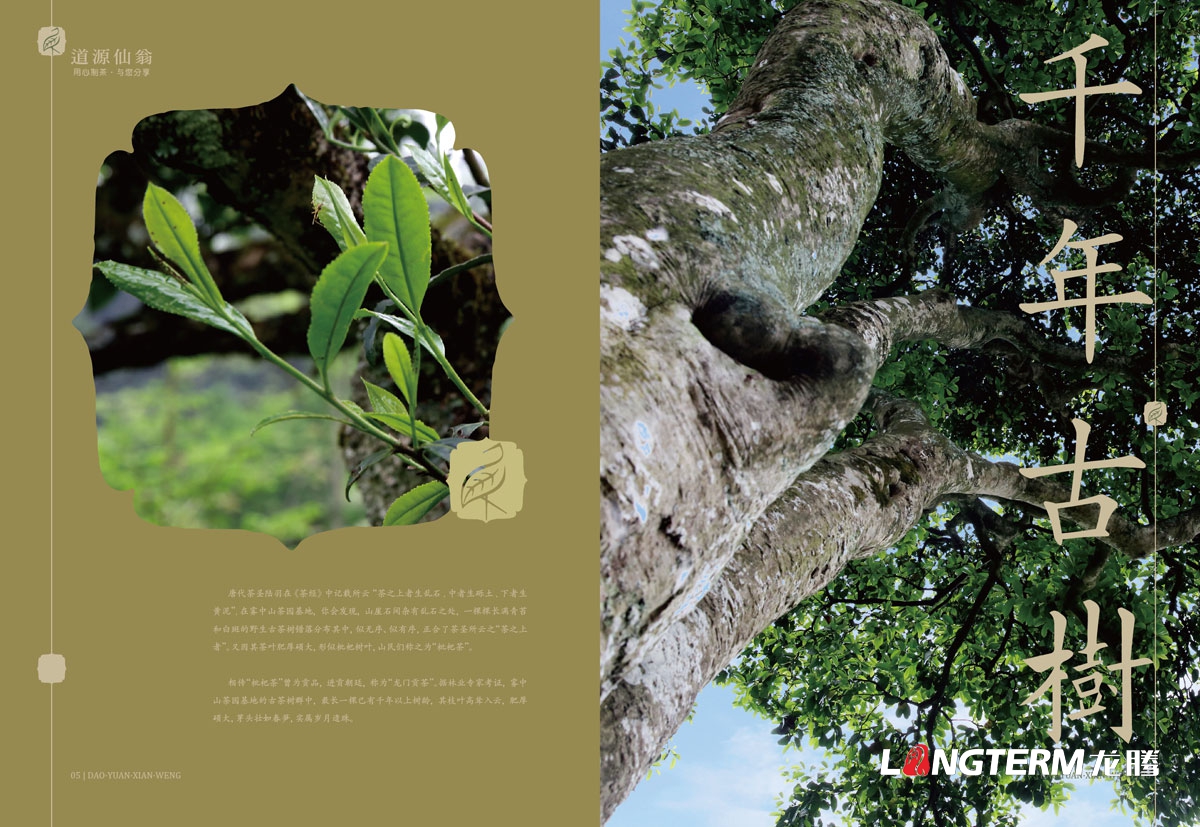 成都道源仙翁茶業(yè)有限公司產(chǎn)品宣傳畫冊設計_大邑縣茶葉折頁廣告物料設計公司